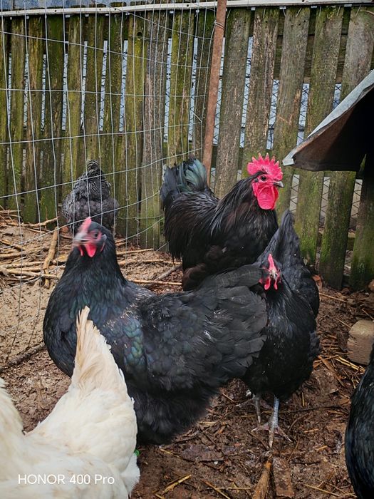 Familie australorp negru