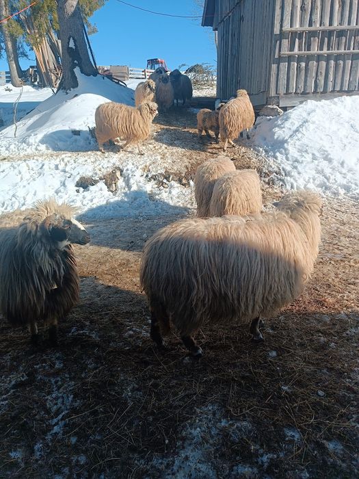 Vind 3 sau 4 oi bune