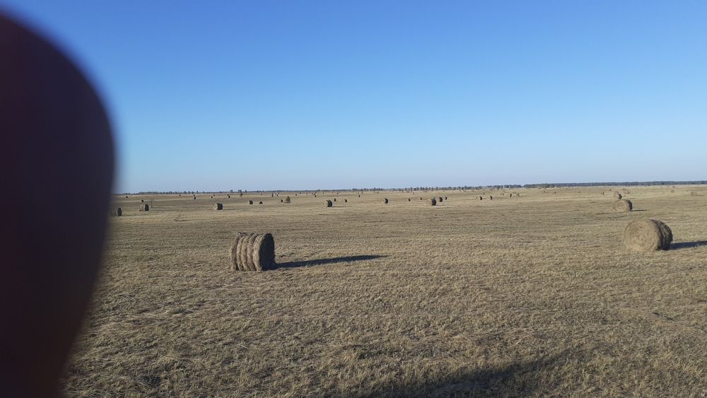 Сено в руллонах!