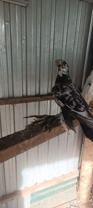 Продам голубей...