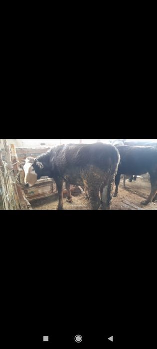 Ұзынағаш жаңақұрлыс