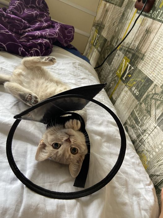 Котенок:Чипонок. 7 мес. Срочно !!!