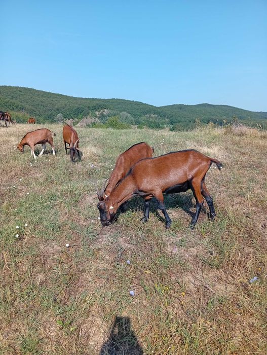 Țap Alpina Franceză