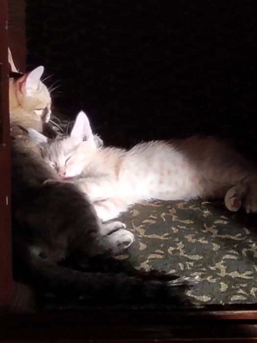 Отдам бесплатно котенка