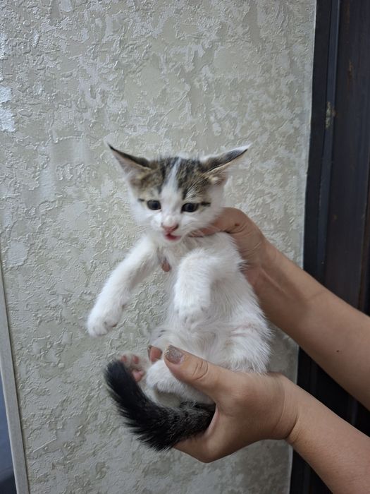 Домашние котята в добрые руки