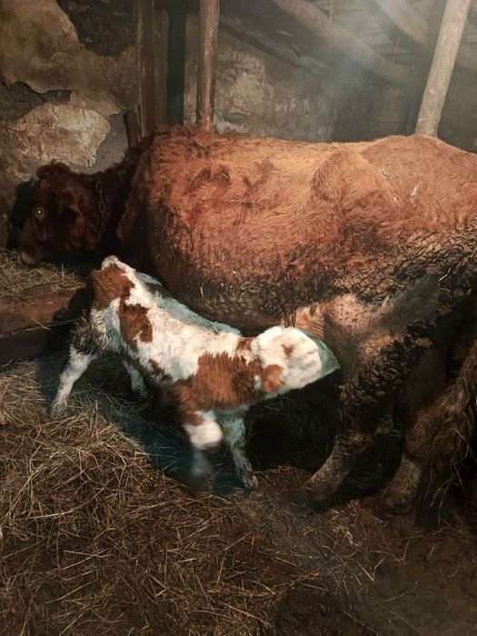 Продам две коровы с телятами