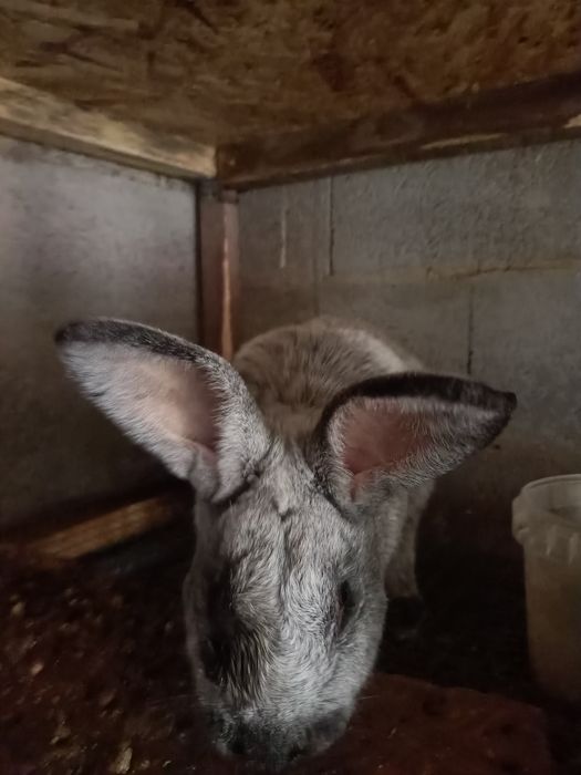 Продам кроликов, кролов