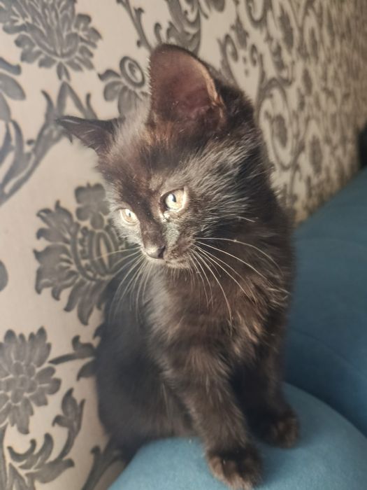 Отдам котят в хорошие руки