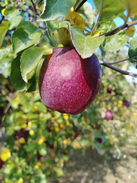 Mere și gutui bio