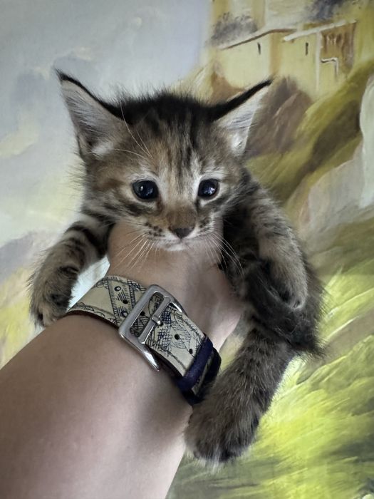 Отдам котят девочки