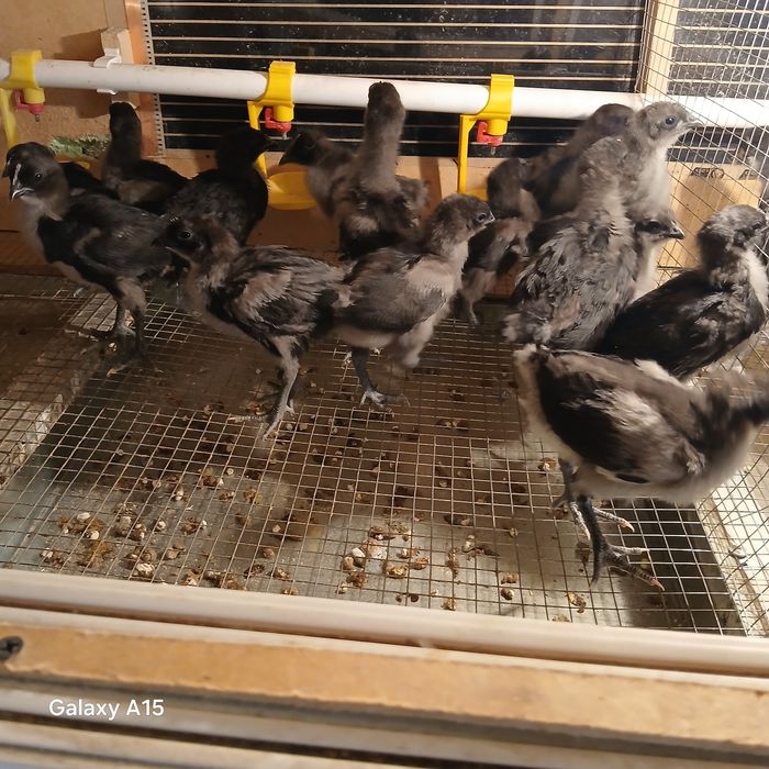 Ухейилюй (ухейли)-(Uheilyu)-(uxeyli) жужалари сотилади.