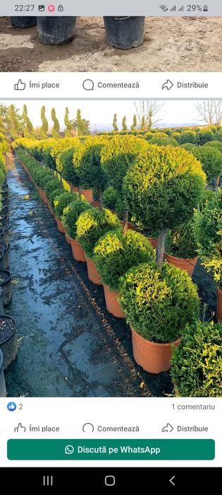 Plante ornamentale aclimatizate