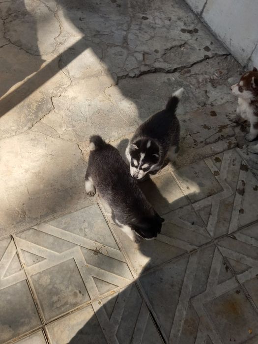 Продаются щенки породы Хаски.
