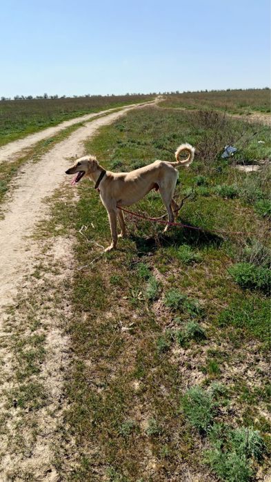 Тазы 2 жаста ауызданган