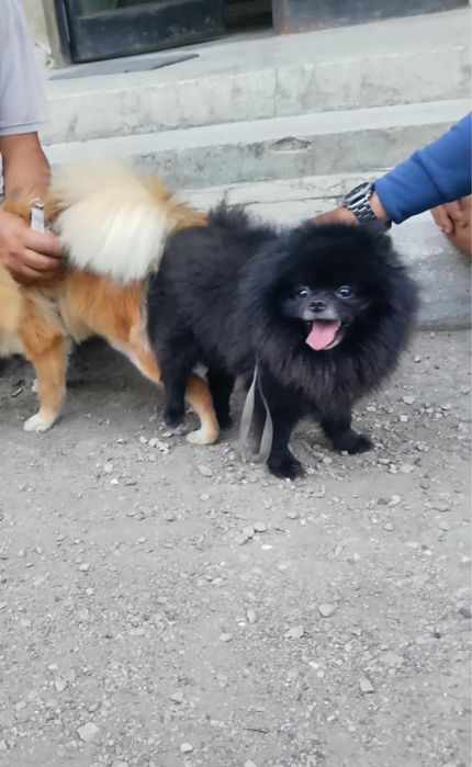 Померан продавам 4 бр 2 мъжки и 2 женски