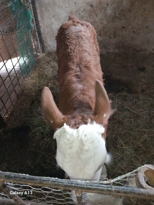Vând vițel în vârstă de o saptamana
