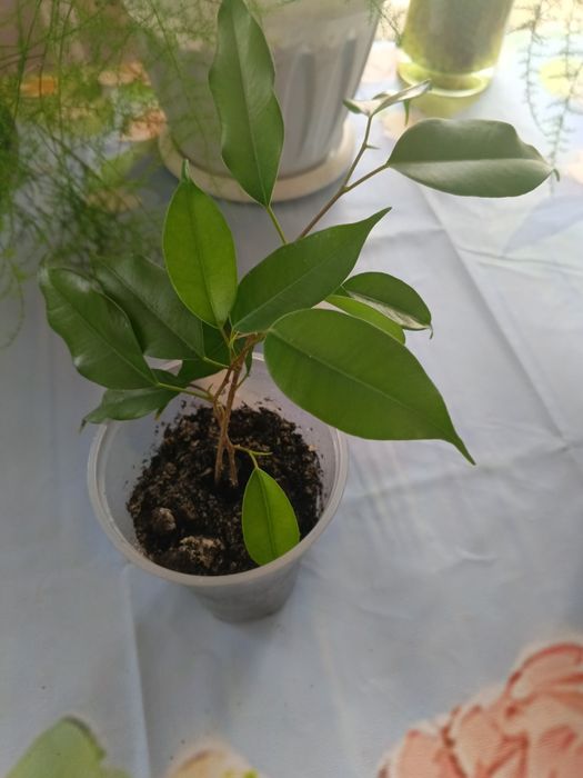 Продам комнатные растения