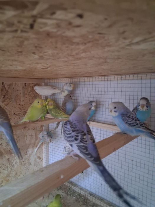 Papagali peruși de vânzare