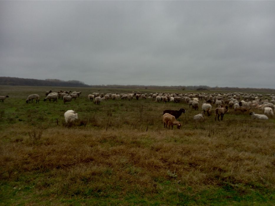 Oi și capre de vanzare