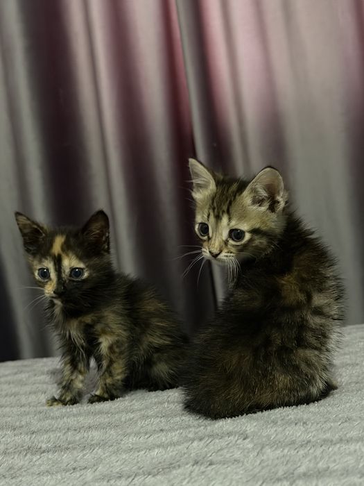 Отдам котят в добрые руки