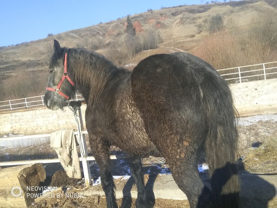 Vând mânzâ bunâ de 3 ani face in mai vând numâ interesiazâ scimbhuri i