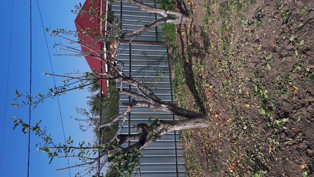 Спил деревьев распил на дрова