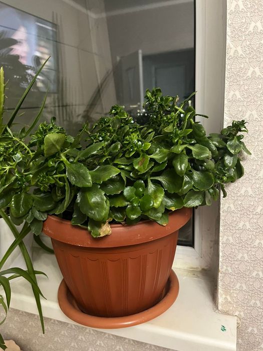 Цветы для уюта вашего дома