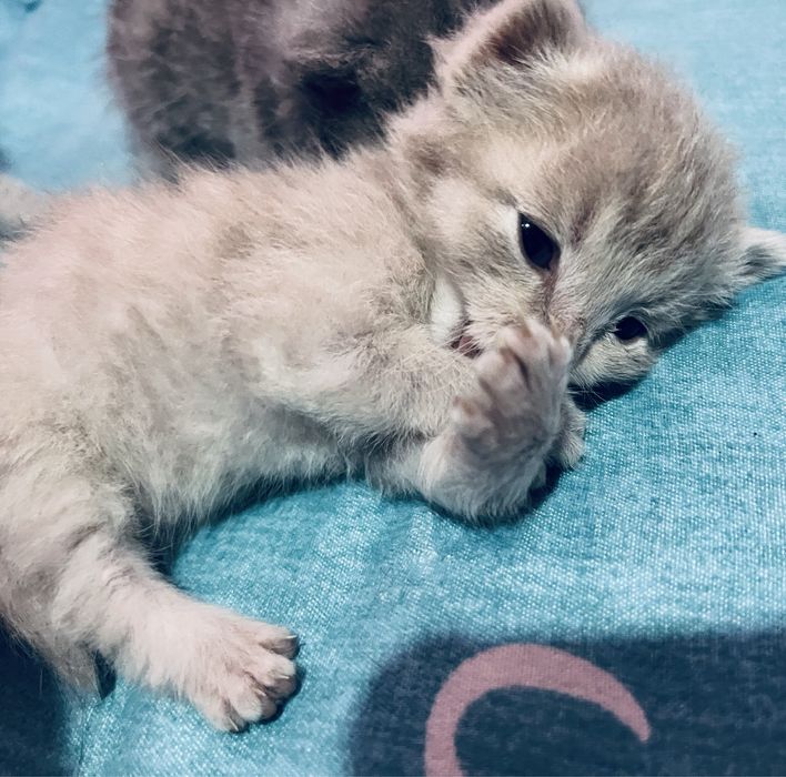 Кошка с котятами