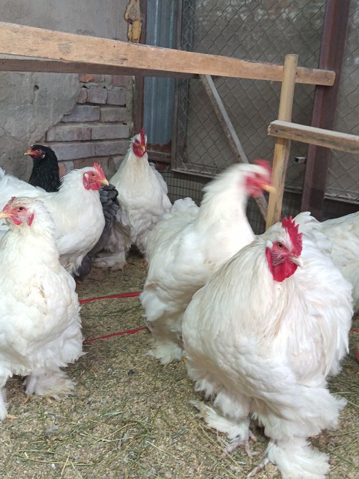 Кохинхин белый..