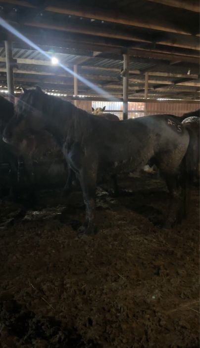 Кара айгыр джабы