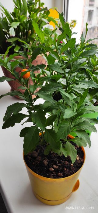 Продам свежие семена  мини перчиков