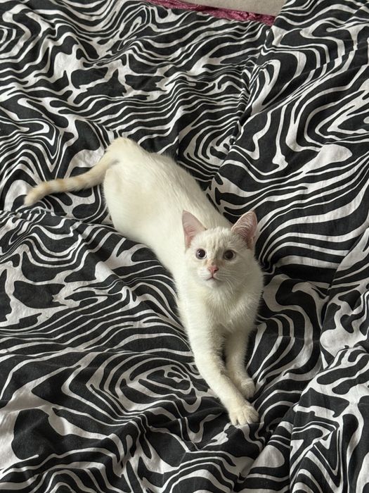 Потерялся домашний кот