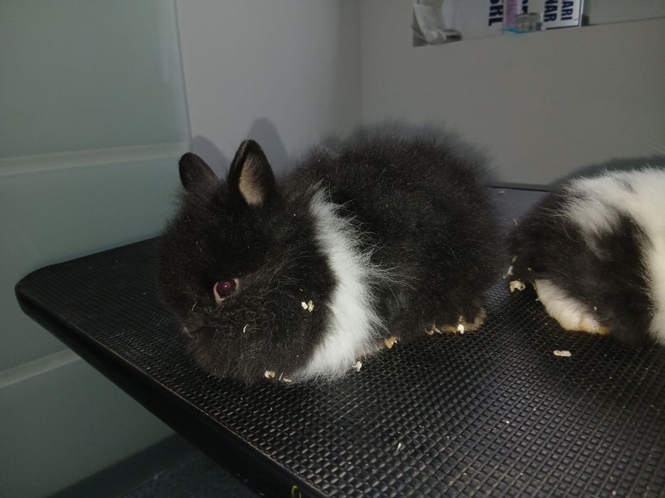 Iepure cap de leu pitic