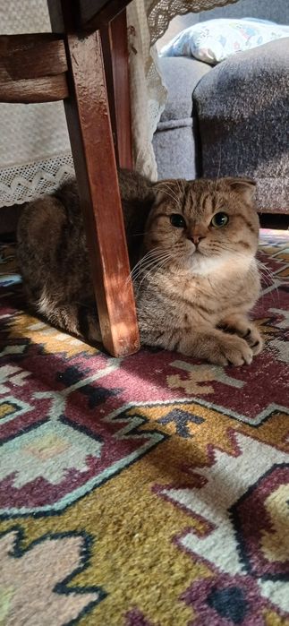 Скотиш фолд продаётся