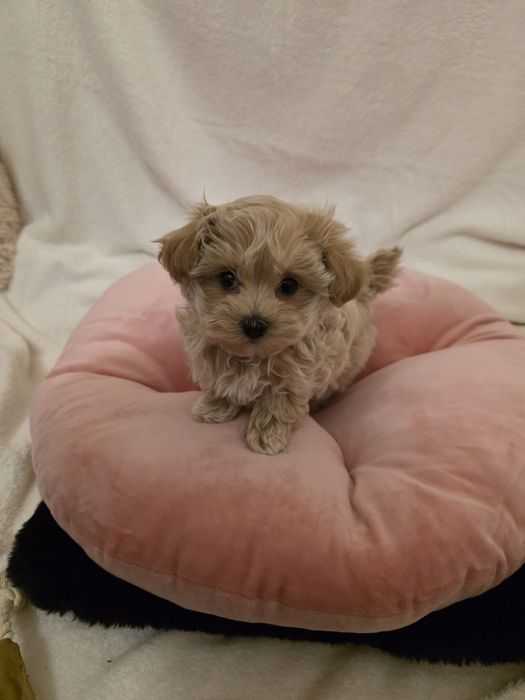 Pui Maltipoo Fetiță teacup
