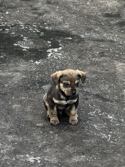 Отдам в хорошие руки