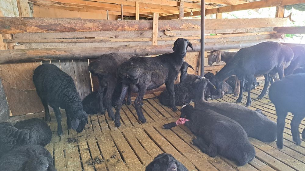 Кой сатылады.Семіз