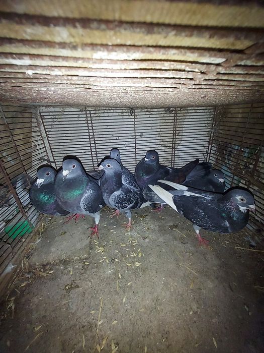 Porumbei Jucători De Galați