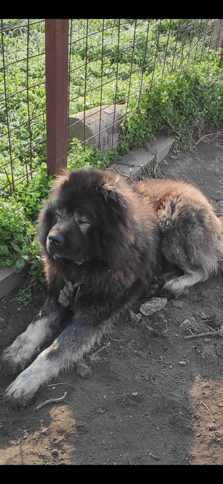 Ciobanesc caucazian de pază 4 ani