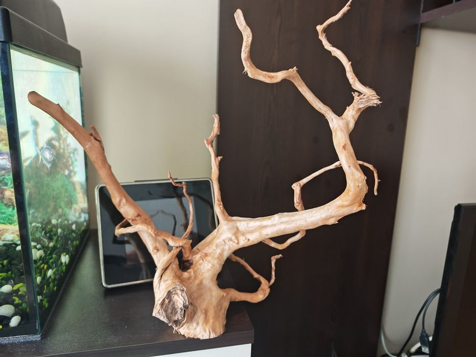 Корен от Азалия за аквариум