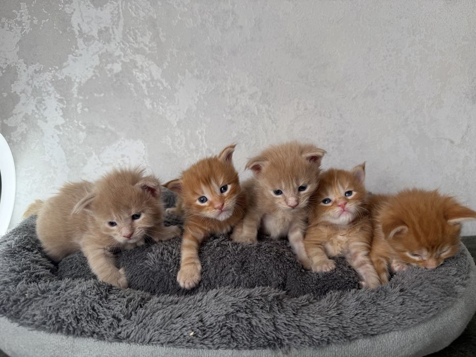 Котенок мейн кун бронь