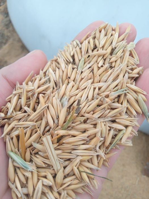 Ячмень.Платный чат!Все корма.