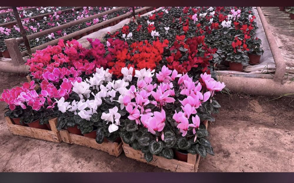 Цикламен, роза .