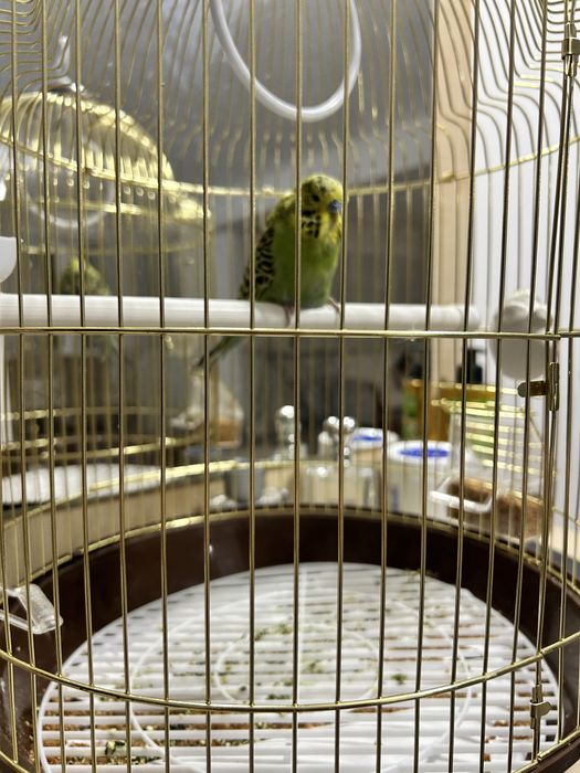 Продаем попугая вместе с клеткой