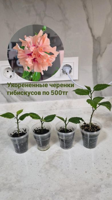 Гибискус персиковый