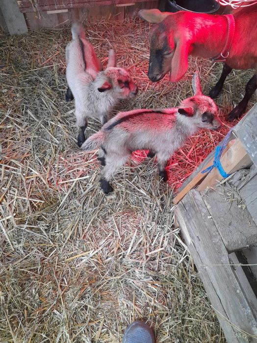 Animale domestice capre