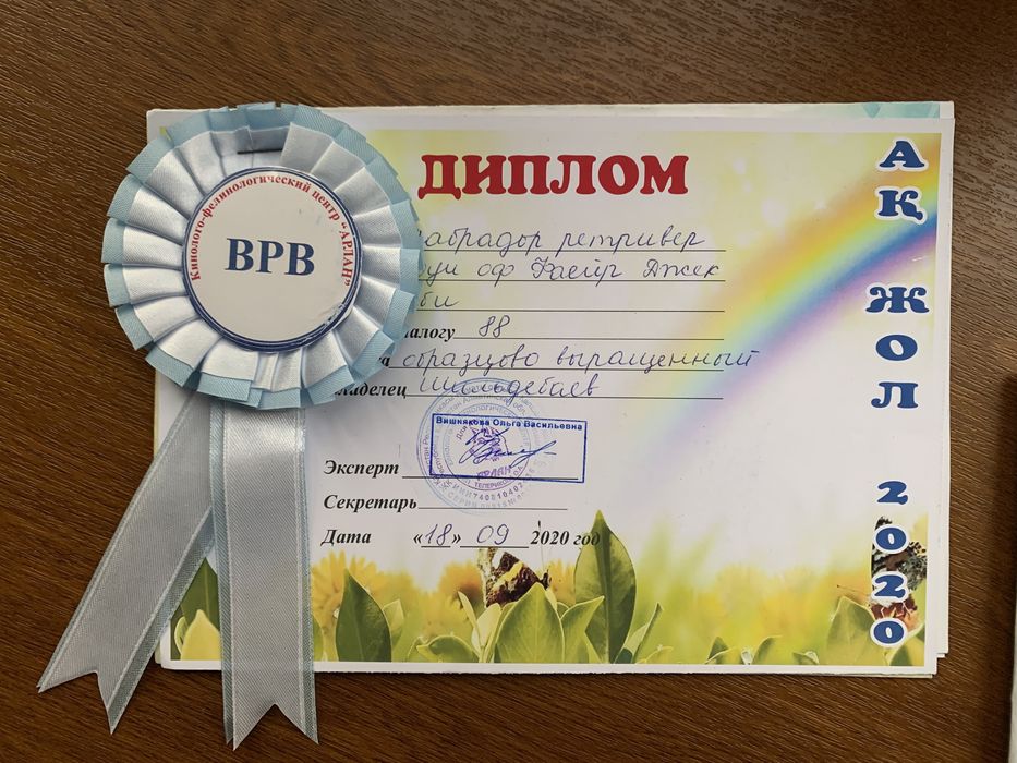 Вязка. Лабрадор Ретривер кобель 5 лет. вязка