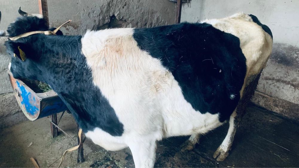 Бордакы семиз сауын сиыр сатылады