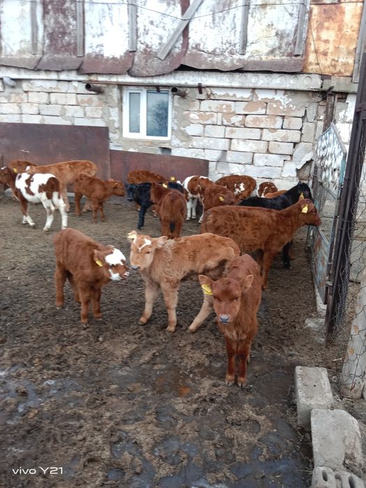 Продам телят подсосных