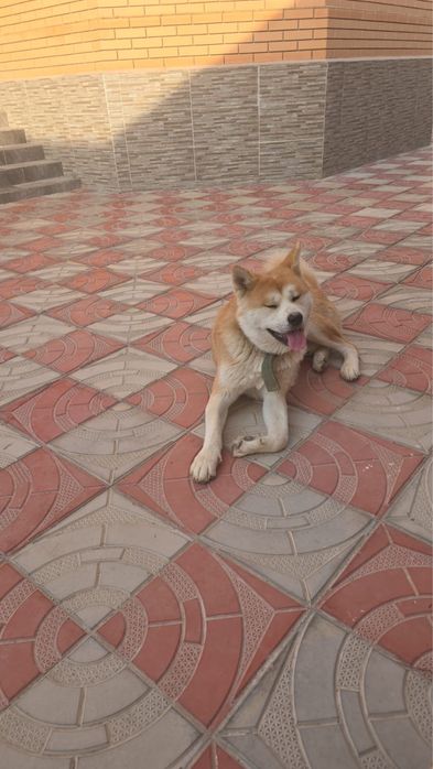 Собака Акита Ину